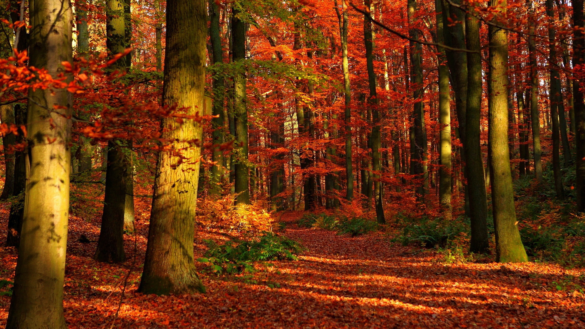 Download Nature Forest HD Wallpaper