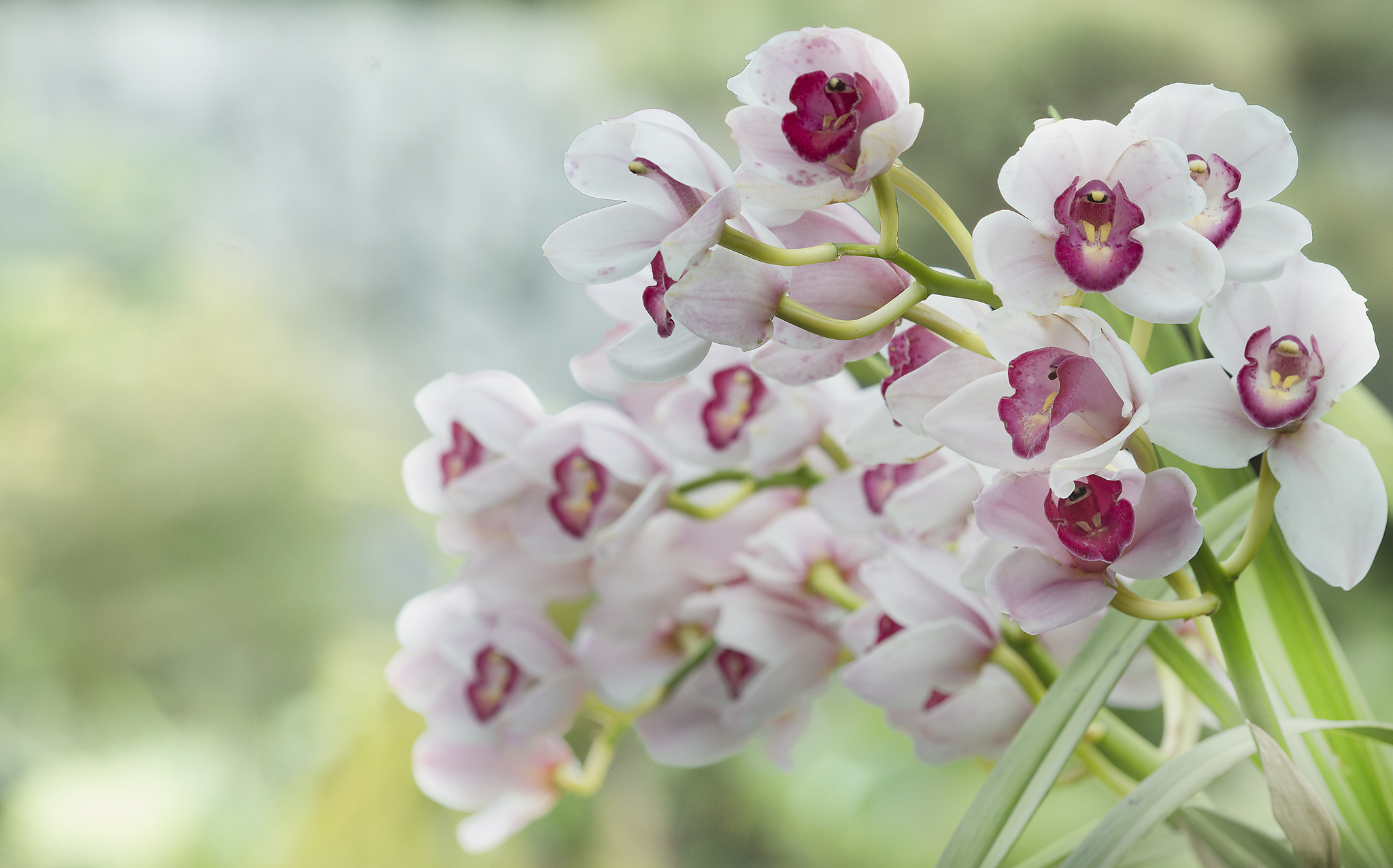 Download Flower Nature Orchid HD Wallpaper