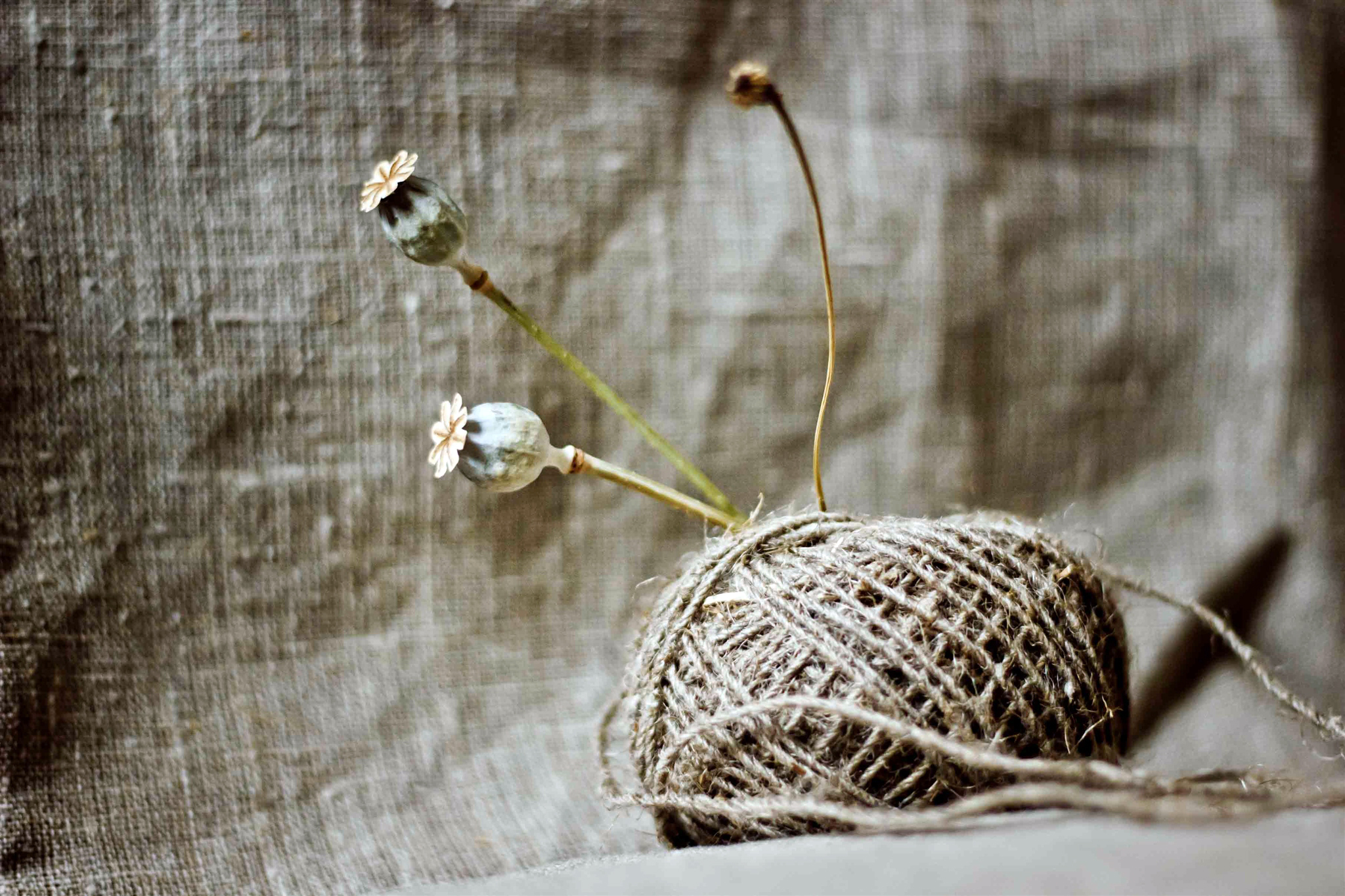 Still Life Wallpapers Hd
