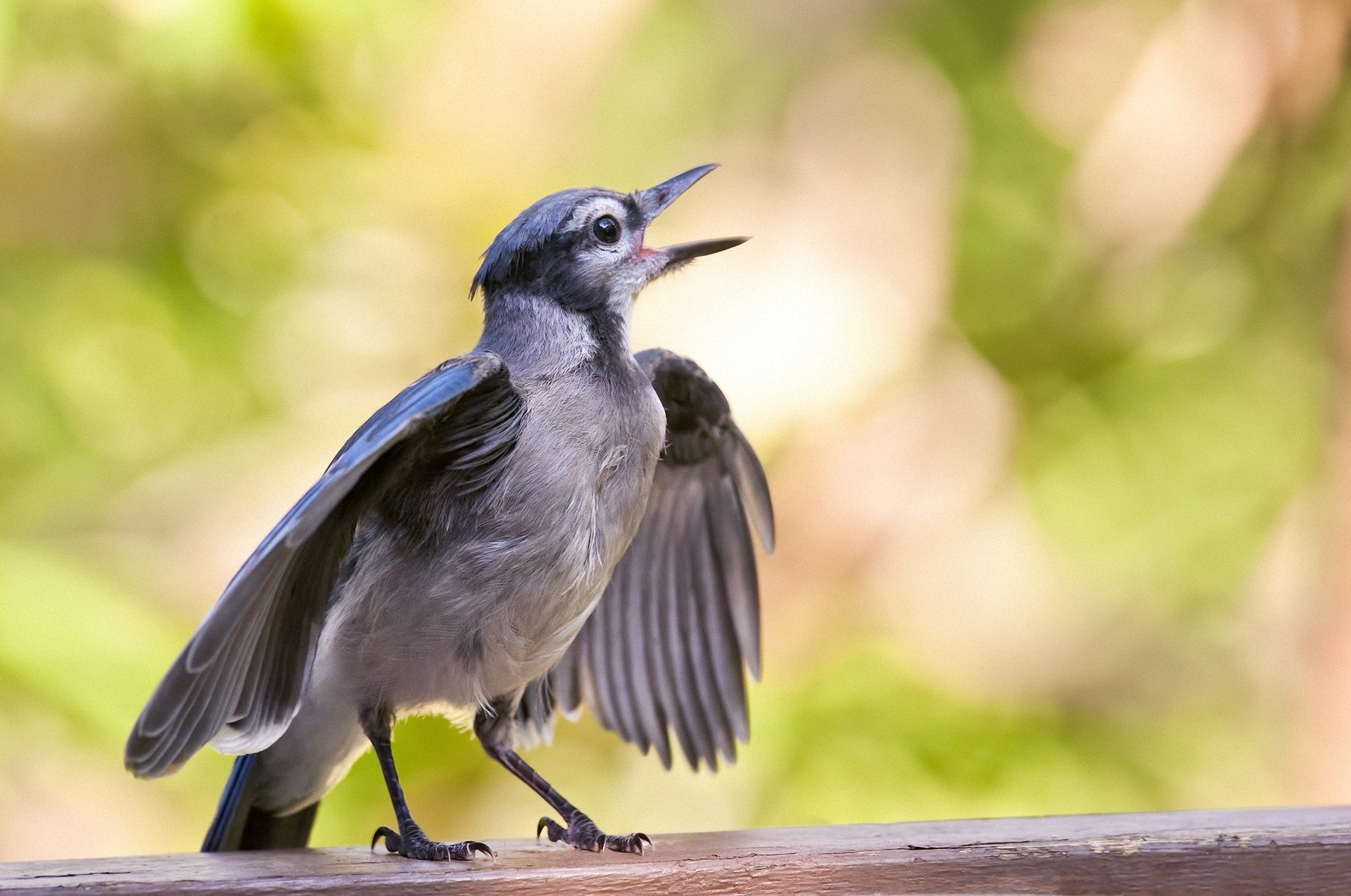 Juvenile Blue Jay by Michel Lalonde