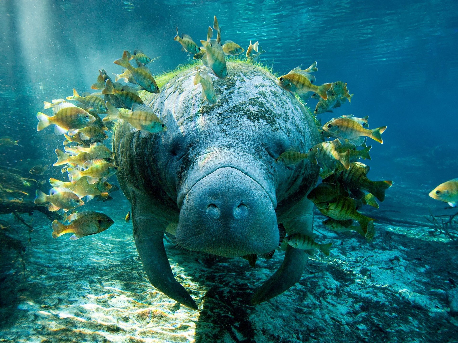 HD PC desktop wallpaper of a manatee underwater surrounded by a school of small fish in clear blue water.