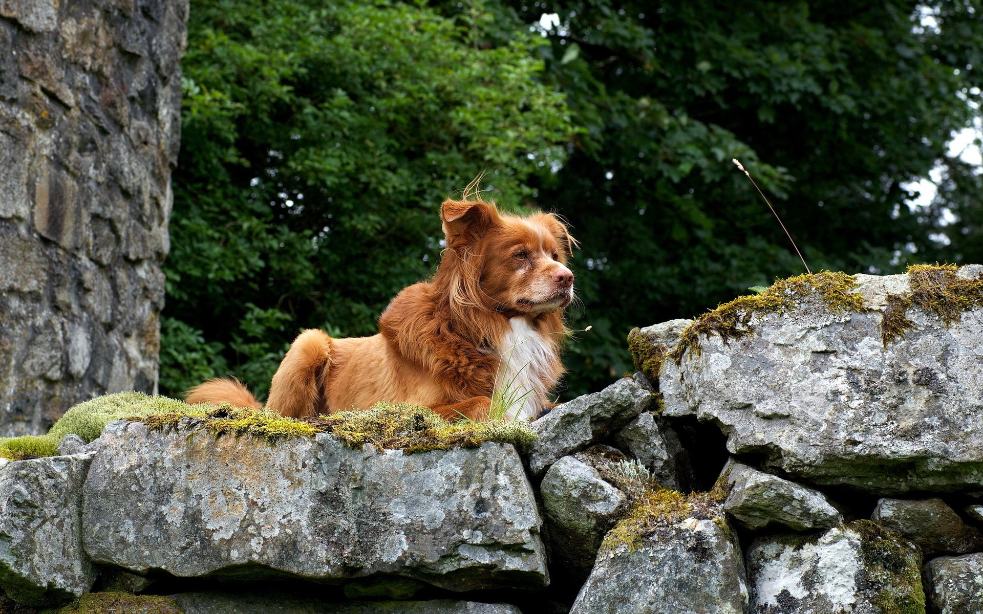 A serene dog rests on a mossy stone wall, surrounded by lush greenery, captured in stunning detail for a high-definition PC desktop wallpaper and background.