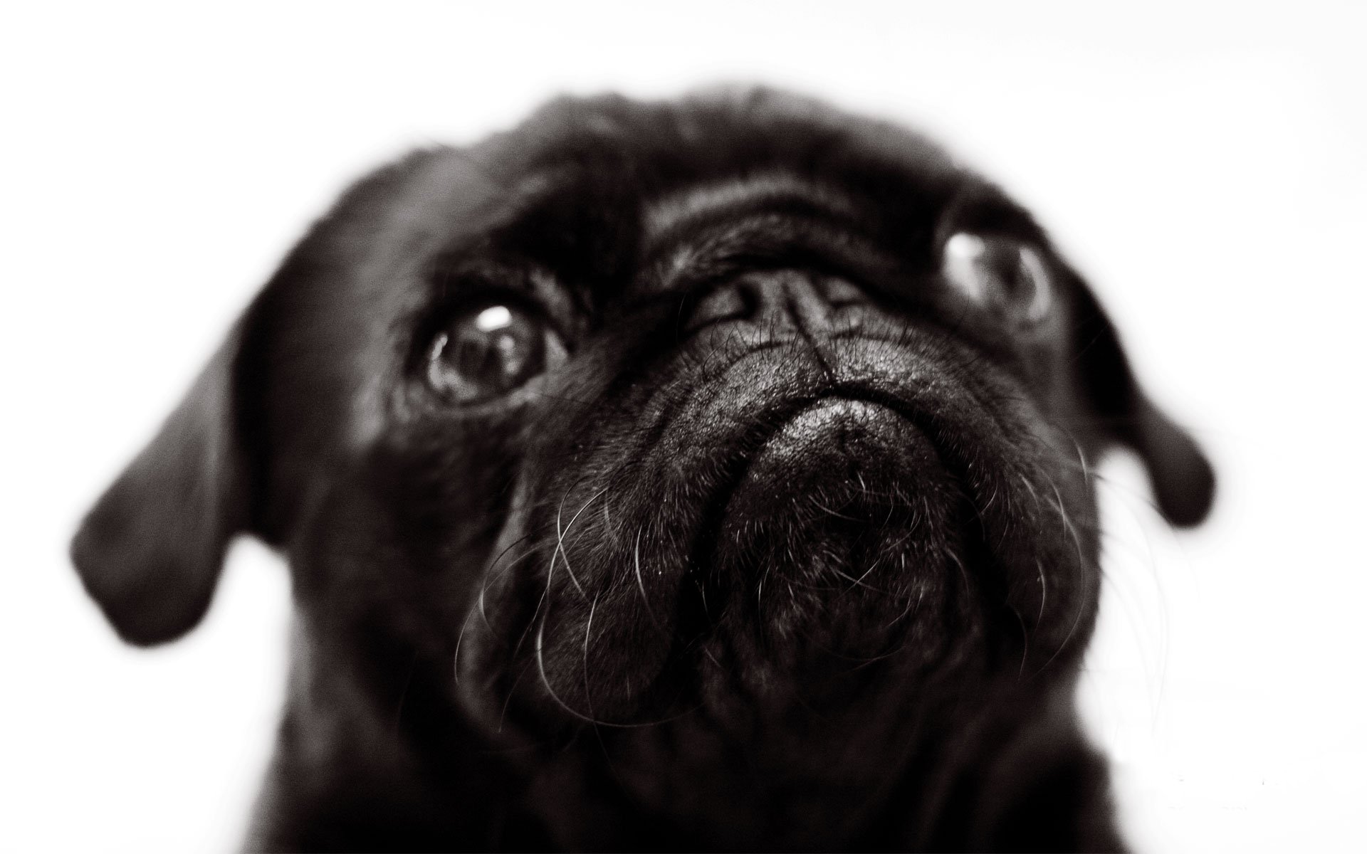 Download Animal Pug HD Wallpaper