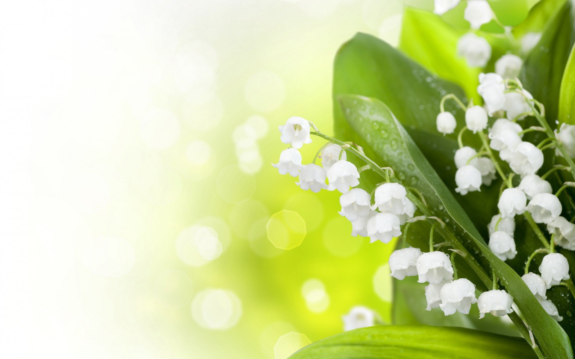 A close-up of delicate white flowers surrounded by vibrant green leaves, set against a soft, blurred backdrop of light. This nature-themed image serves as an HD desktop wallpaper.