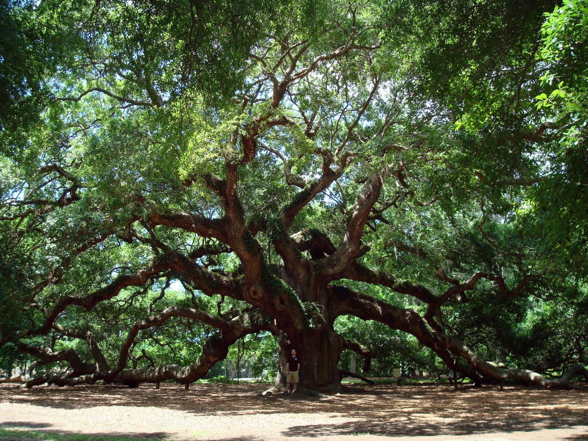 HD desktop wallpaper of the majestic Angel Oak Tree with its expansive branches.