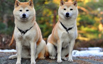 80 柴犬高清壁纸 桌面背景