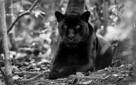 HD desktop wallpaper of a black panther with intense blue eyes, photographed lying on the forest floor amidst trees and foliage. The image captures the panther's enigmatic presence in its natural habitat.