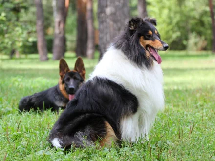 A rough collie dog in sharp 4K Ultra HD detail sits on a grassy field with another dog resting behind it, captured in a vibrant outdoor setting.
