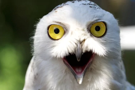  Shocked owl