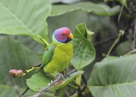 HD desktop wallpaper featuring a vibrant plum-headed parakeet perched on a leafy branch, set against a lush green background.