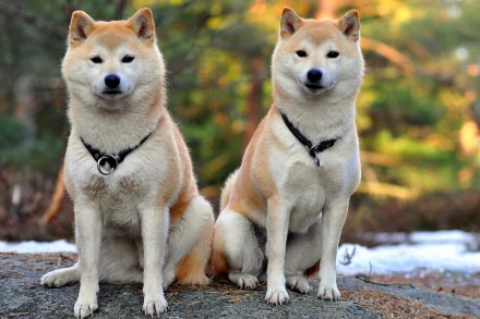 Two Shiba Inu dogs sit side by side on a rock, surrounded by a natural setting. This HD image serves as a captivating desktop wallpaper and background.