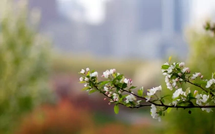 nature blossom HD Desktop Wallpaper | Background Image