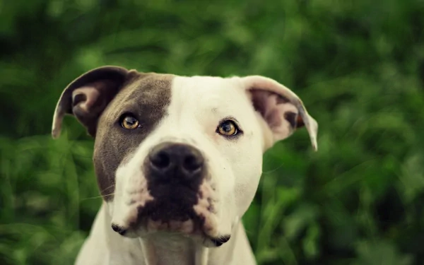 HD desktop wallpaper featuring a pit bull against a lush green background, capturing the dog’s expressive face and alert demeanor.