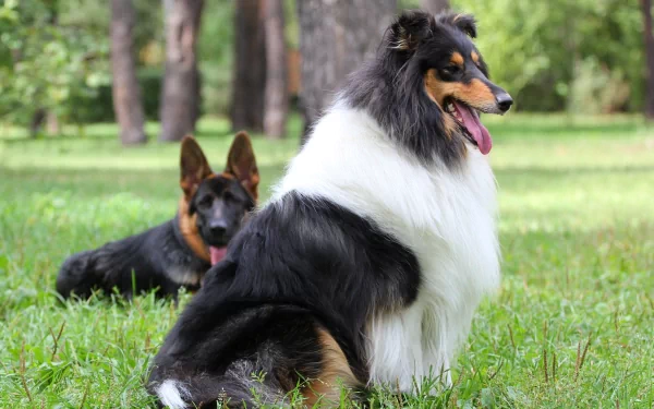 A rough collie dog in sharp 4K Ultra HD detail sits on a grassy field with another dog resting behind it, captured in a vibrant outdoor setting.