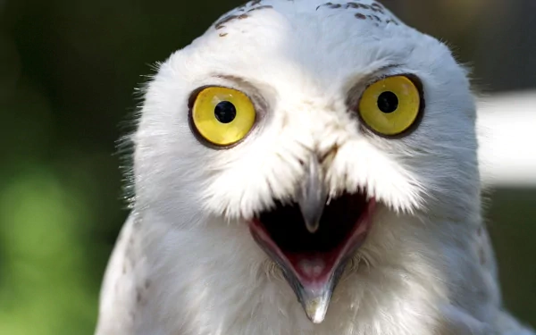  Shocked owl