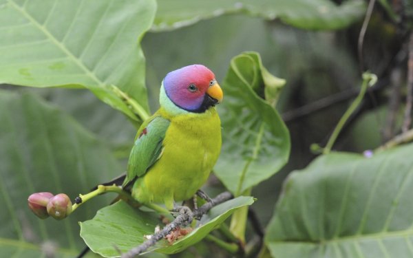 Animal Parrot Birds Parrots Plum-Headed Parakeet HD Wallpaper | Background Image