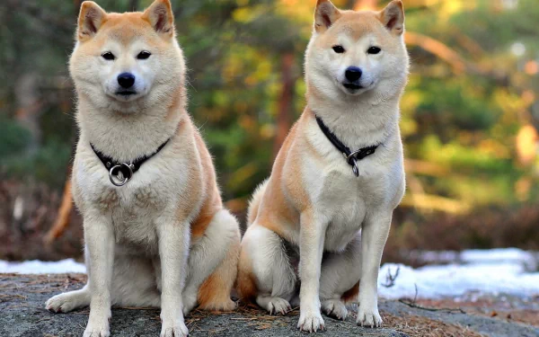 Two Shiba Inu dogs sit side by side on a rock, surrounded by a natural setting. This HD image serves as a captivating desktop wallpaper and background.