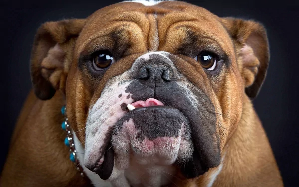 HD PC desktop wallpaper: close-up of an English bulldog's wrinkled face, tongue peeking, wearing a beaded collar against a dark background.