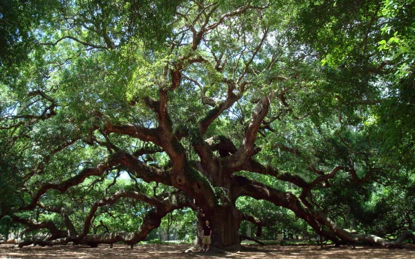 HD desktop wallpaper of the majestic Angel Oak Tree with its expansive branches.