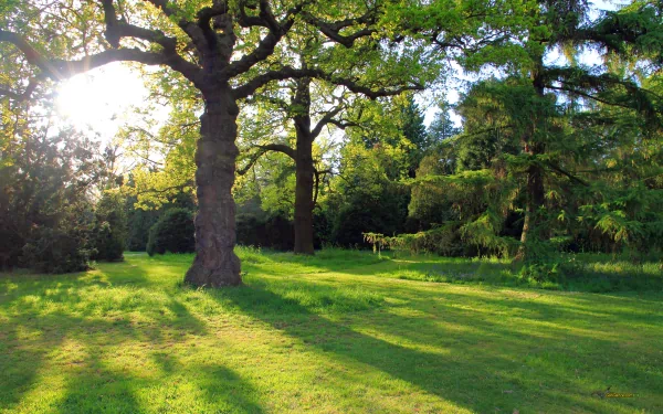 HD wallpaper featuring a majestic oak tree with sunlight filtering through its leaves, casting shadows on a lush green lawn.