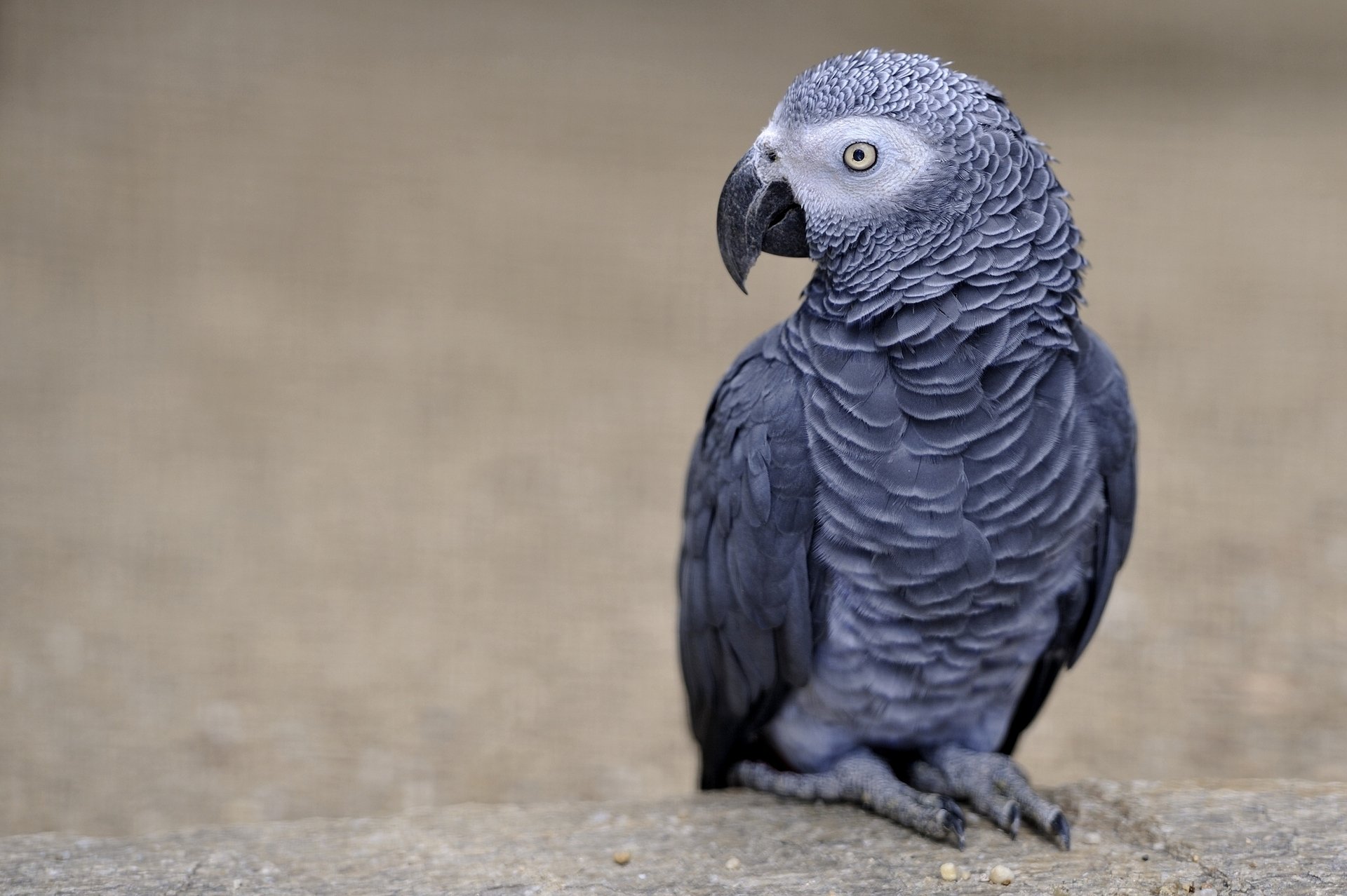 African Grey Parrot HD Wallpaper | Background Image | 1920x1278 | ID