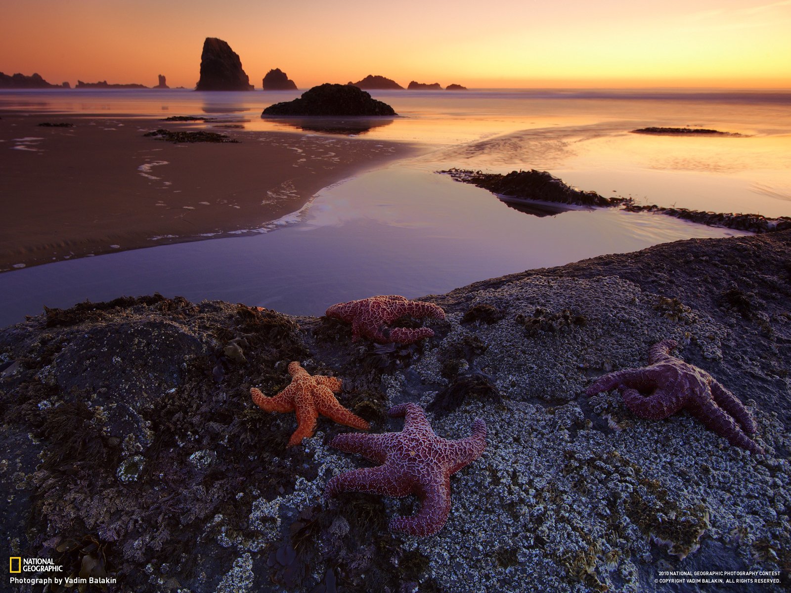 Starfish Sunset — HD Ocean Wallpaper | 1600x1200 | Wallpaper Abyss