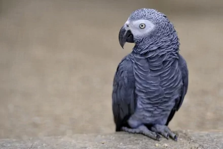 Animal African Grey Parrot HD Desktop Wallpaper | Background Image