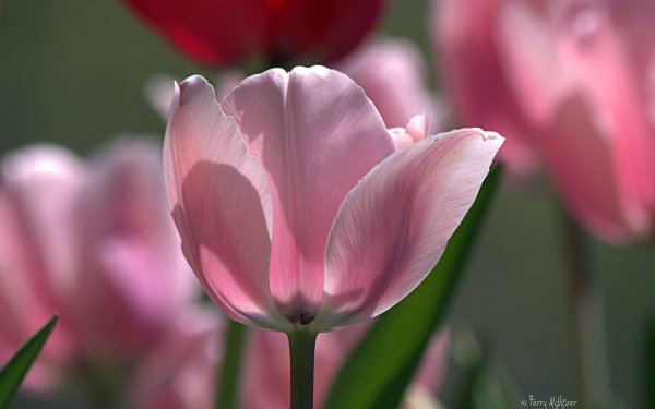 Earth Tulip Flowers Nature Flower Pink Close-Up HD Wallpaper | Background Image