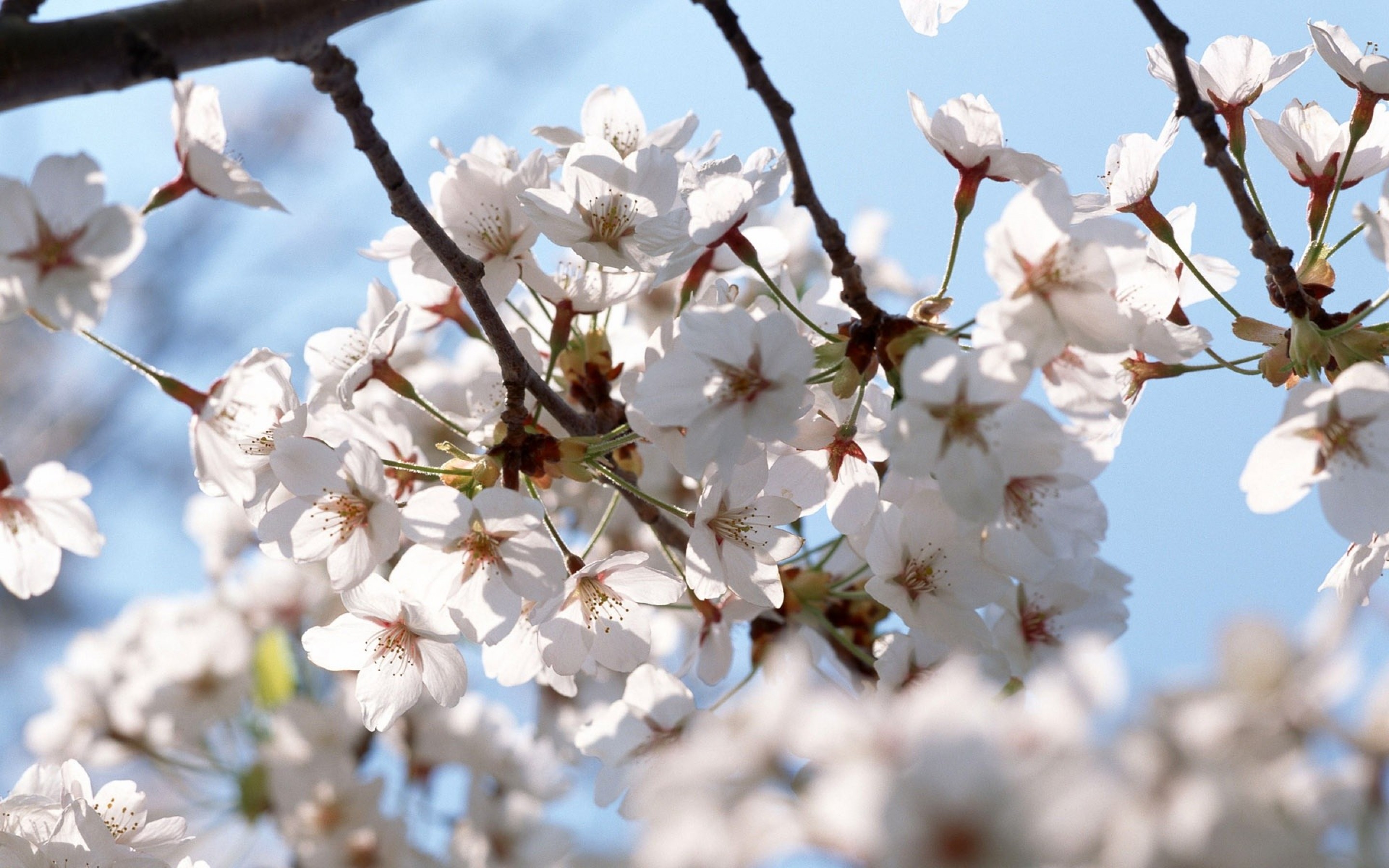 Nature Blossom Hd Wallpaper