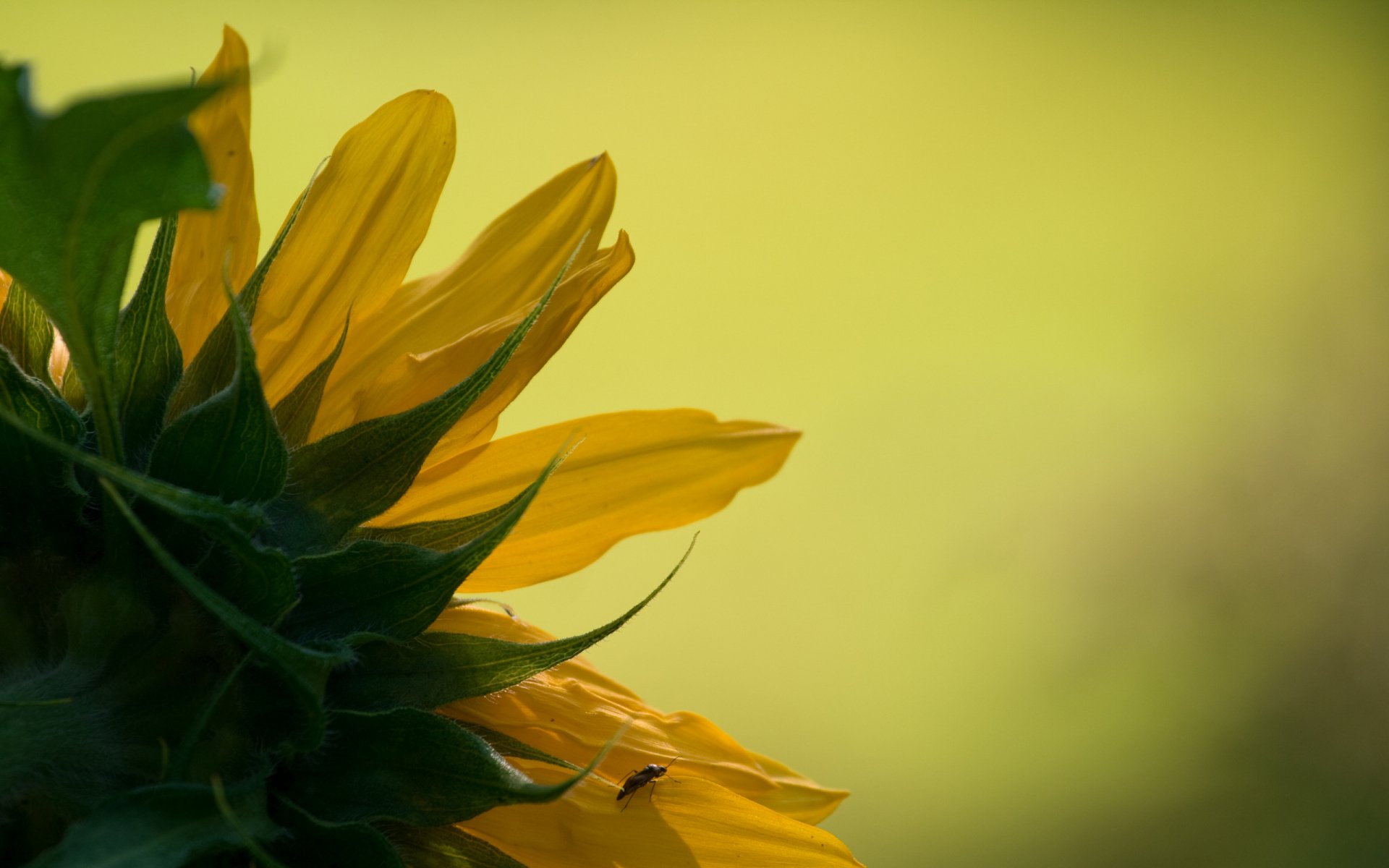 HD desktop wallpaper featuring a close-up view of a sunflower with soft green and yellow blurred background, highlighting nature's vibrant beauty.