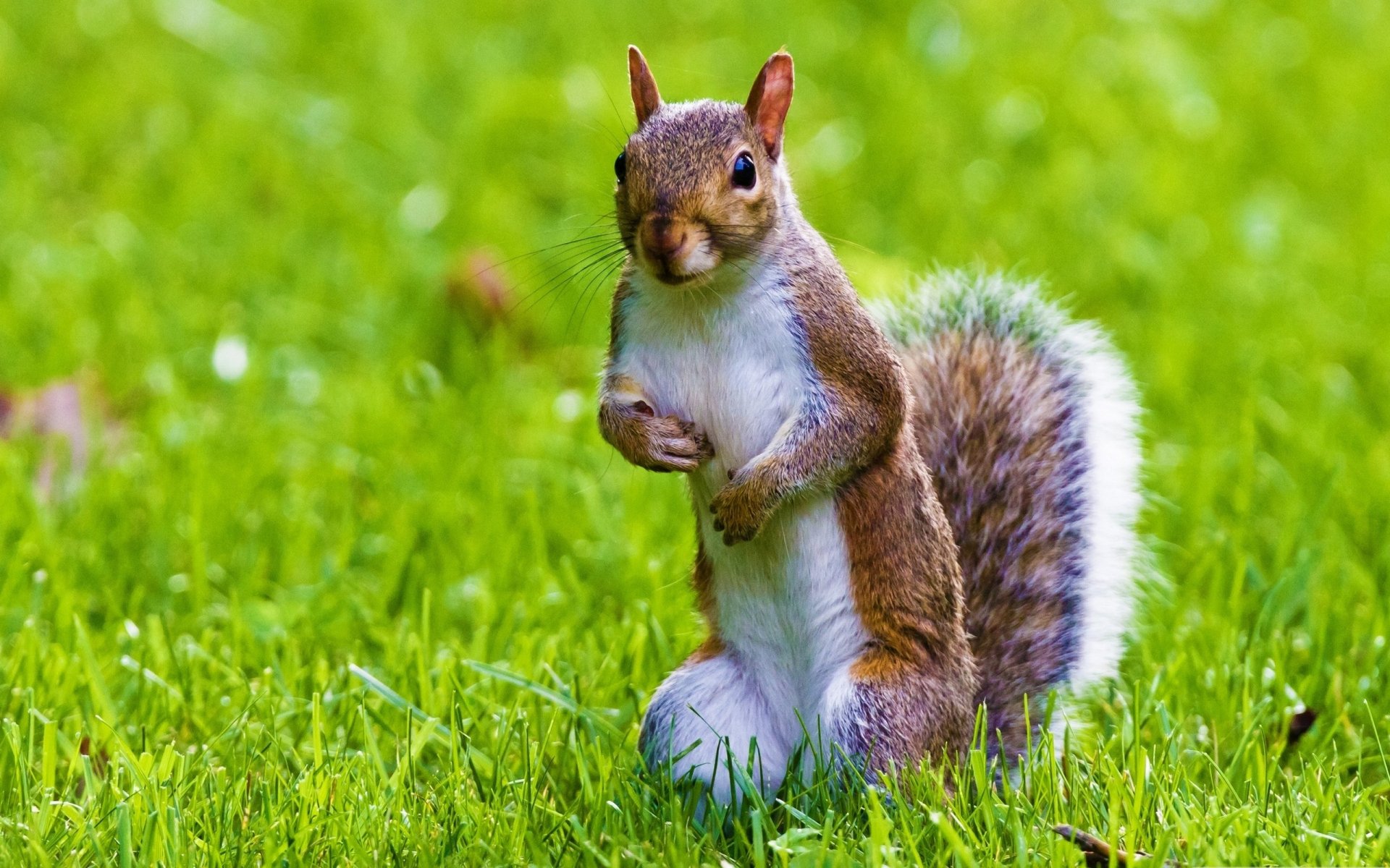 HD PC desktop wallpaper featuring a close-up of a squirrel standing on green grass, showcasing detailed fur and a bushy tail in a natural outdoor setting.