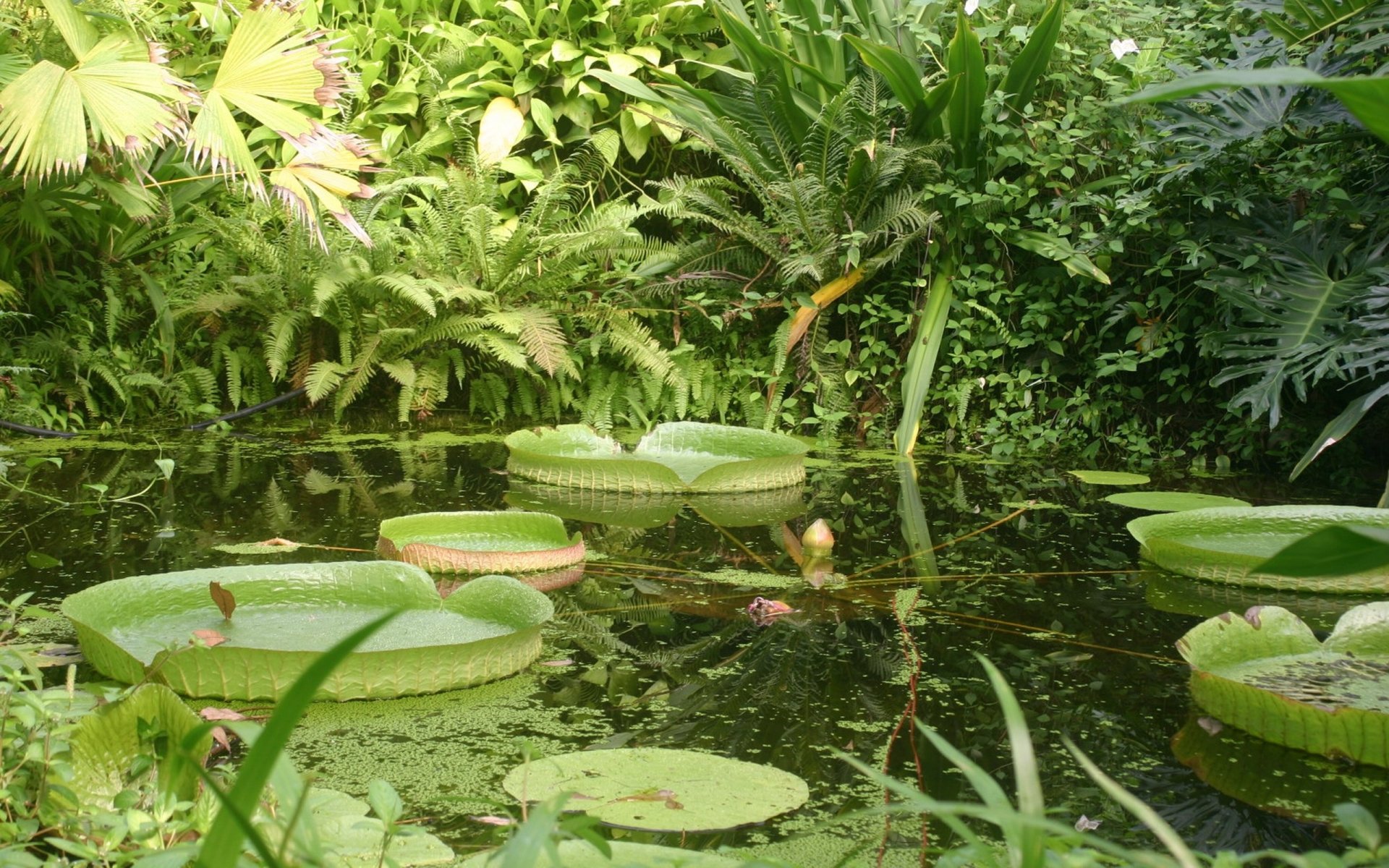HD desktop wallpaper featuring a man-made garden pond with large green lily pads surrounded by lush tropical foliage.
