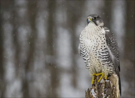 Animal falcon HD Desktop Wallpaper | Background Image