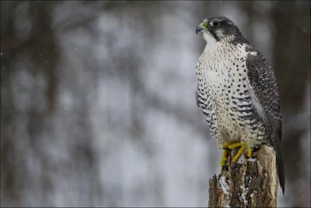 A striking falcon perched on a weathered stump, showcasing its detailed plumage against a soft, snowy background. This HD image serves as a captivating desktop wallpaper.