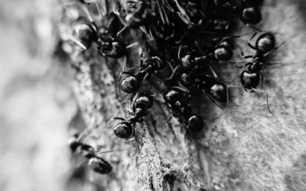 Monochrome close-up of ants on rough tree bark — animal detail for an HD PC desktop wallpaper and background.