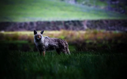 HD desktop wallpaper featuring a majestic coyote standing alert in a grassy field, showcasing the wild beauty of this canine animal.