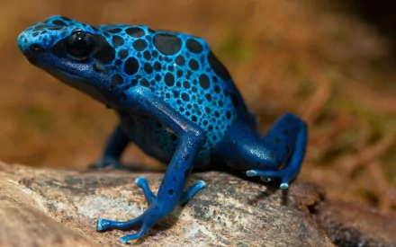 Close-up of a vibrant blue poison dart frog perched on a rock, captured in HD quality for a striking PC desktop wallpaper and background.