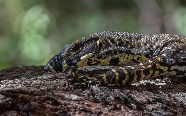 HD desktop wallpaper featuring a close-up of a monitor lizard resting on a textured log with a blurred green natural background.