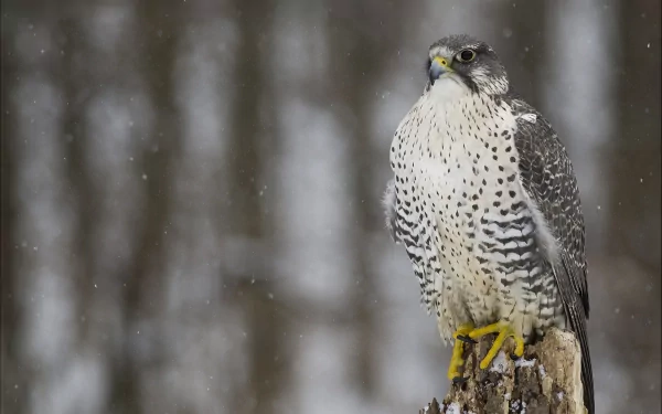 Animal falcon HD Desktop Wallpaper | Background Image