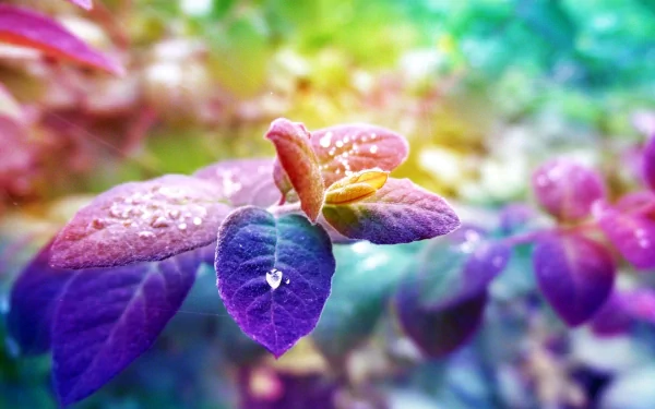 nature leaf HD Desktop Wallpaper | Background Image
