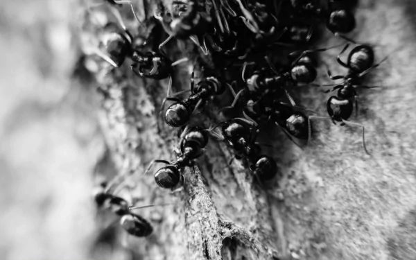 Monochrome close-up of ants on rough tree bark — animal detail for an HD PC desktop wallpaper and background.