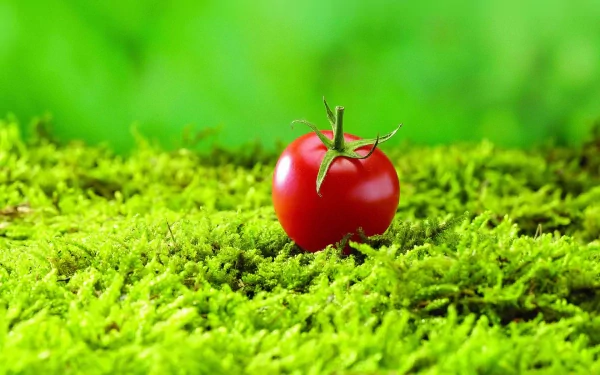 food tomato HD Desktop Wallpaper | Background Image