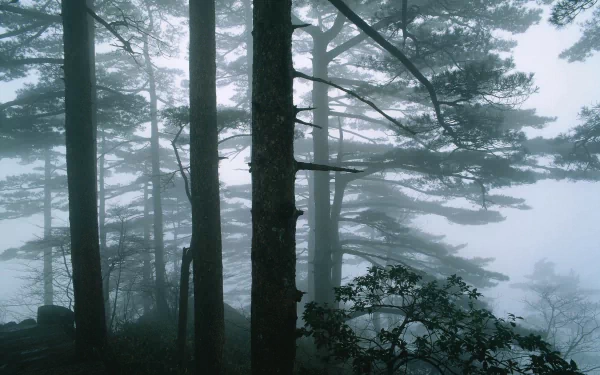 nature forest HD Desktop Wallpaper | Background Image