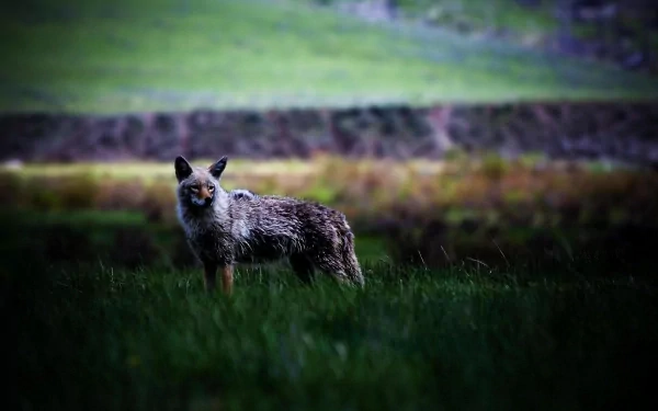 HD desktop wallpaper featuring a majestic coyote standing alert in a grassy field, showcasing the wild beauty of this canine animal.