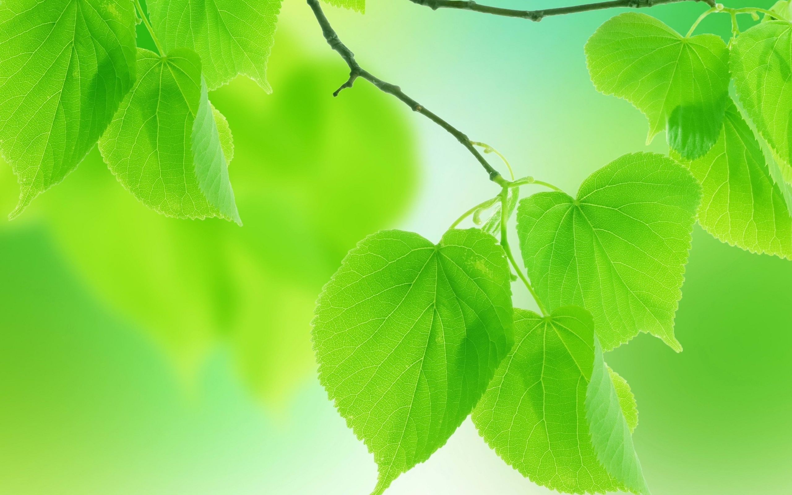 Nature Leaf HD Wallpaper