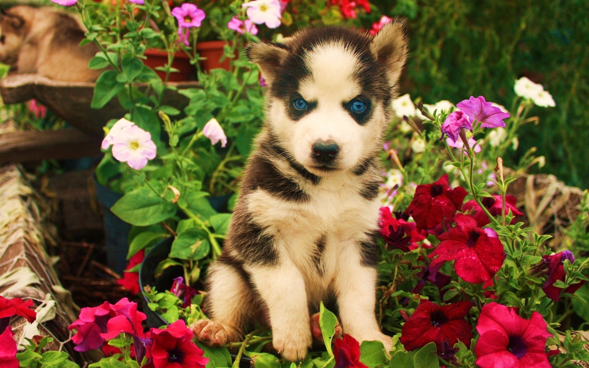 HD PC desktop wallpaper featuring an adorable husky puppy surrounded by vibrant pink and red flowers in a lush garden setting.
