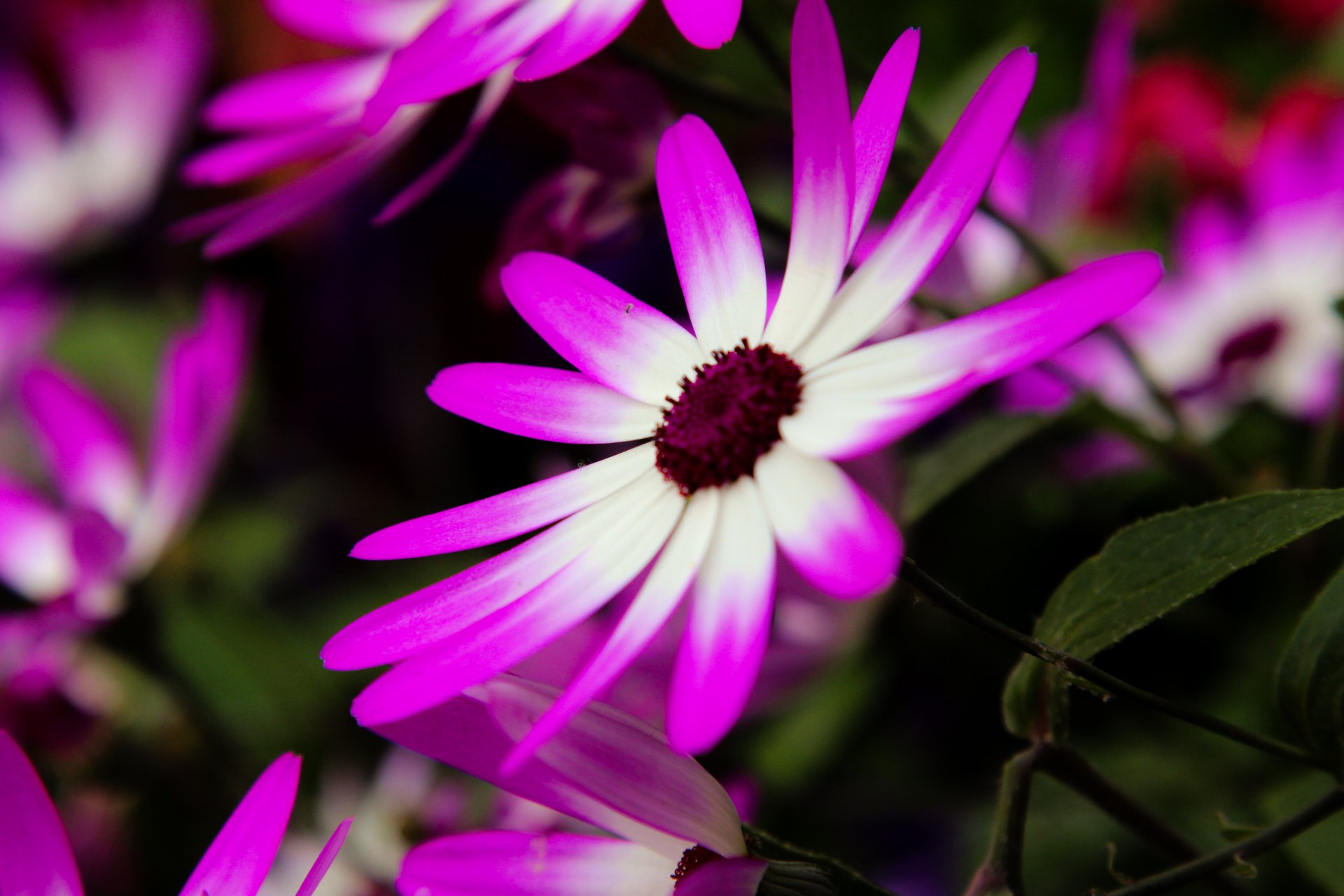 Close-up of vibrant pink and white flowers in nature, captured in stunning 4K Ultra HD quality for a vivid PC desktop wallpaper and background.