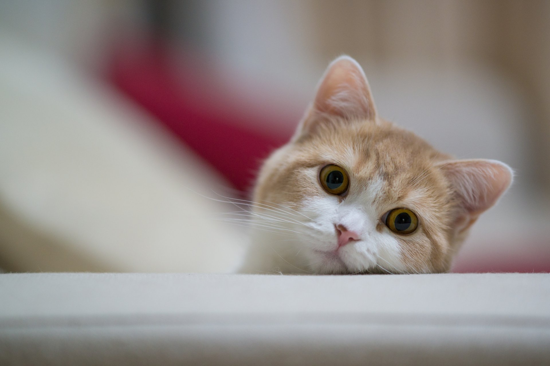HD PC desktop wallpaper showing a close-up of a curious cat with light brown and white fur peeking over a white surface.