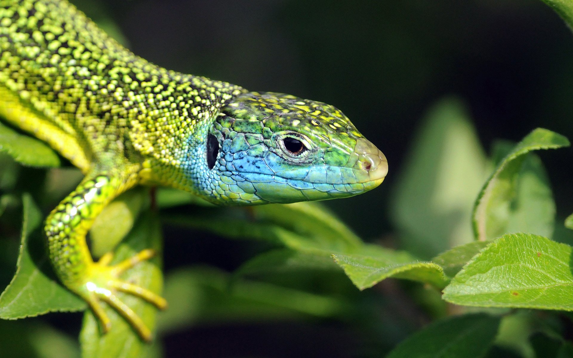 Download Animal Lizard HD Wallpaper | 1920x1200 | Wallpaper Abyss