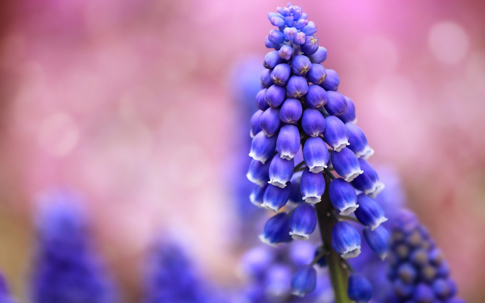 Close-up of a vibrant grape hyacinth flower in nature, captured in HD quality, serving as a detailed PC desktop wallpaper and background.